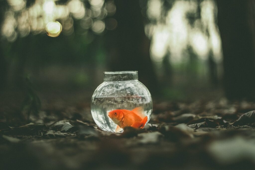 gold fish in a bowl in the forest 